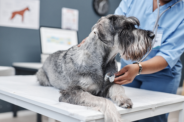 image for Why Heartworm Prevention and Monitoring Matter for Your Pet’s Health and Happiness